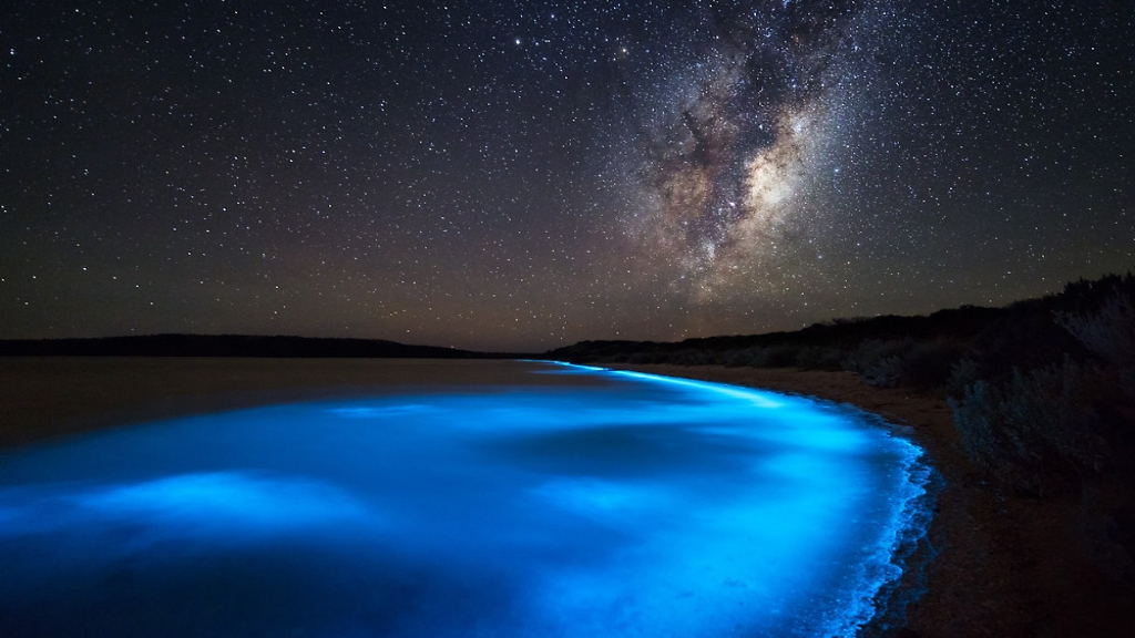 bioluminescent mosquito bay