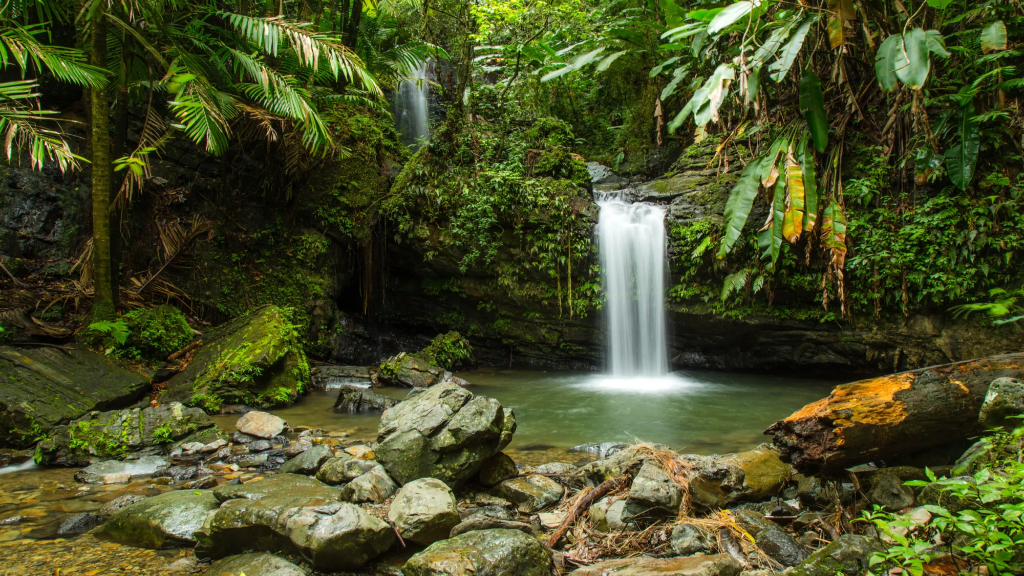 el yunque national forest
